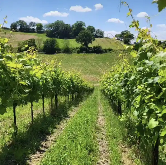 Podere Sabbioni: Een topproducent om in de gaten te houden