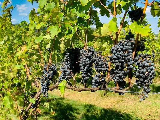 Parels van Italië - Een reis door unieke wijnregio's